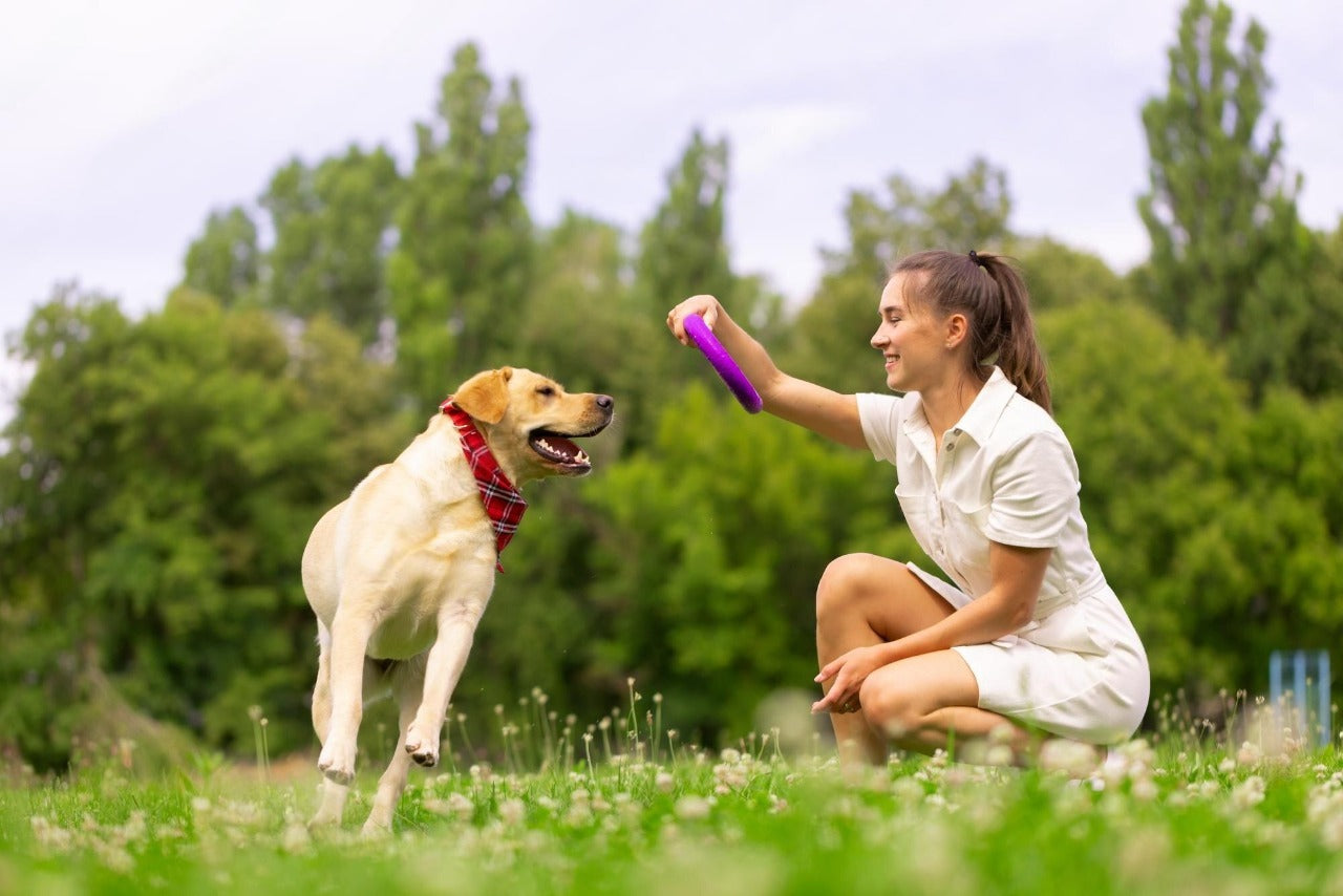 The Joy of Playtime with Pet Toys